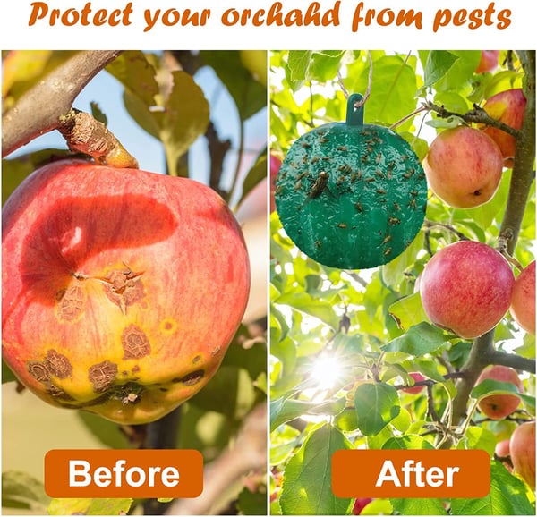 🔥Hanging Environmental Fruit Fly Traps Sticky Traps - BUY 1 GET 1 FREE