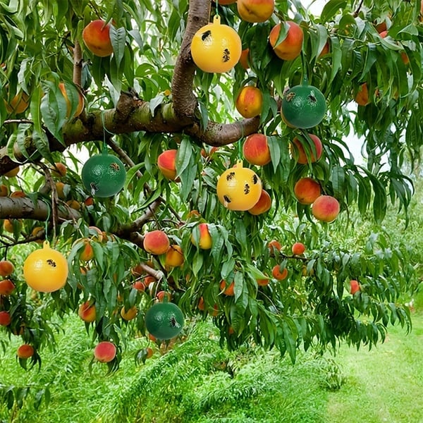 🔥Hanging Environmental Fruit Fly Traps Sticky Traps - BUY 1 GET 1 FREE