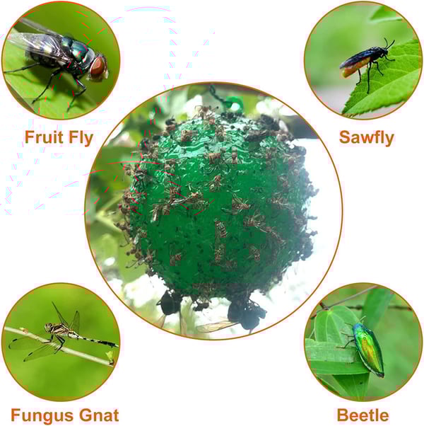 🔥Hanging Environmental Fruit Fly Traps Sticky Traps - BUY 1 GET 1 FREE